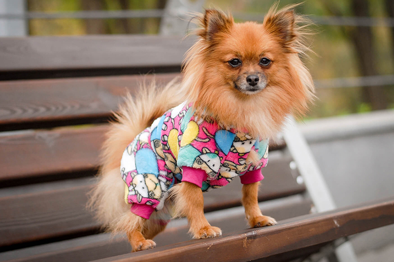 Fashion Forward Fidos: The Latest Trends in Dog Clothing