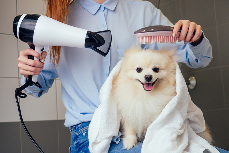 Grooming Guide: Pampering Your Pooch for Ultimate Pet Wellness