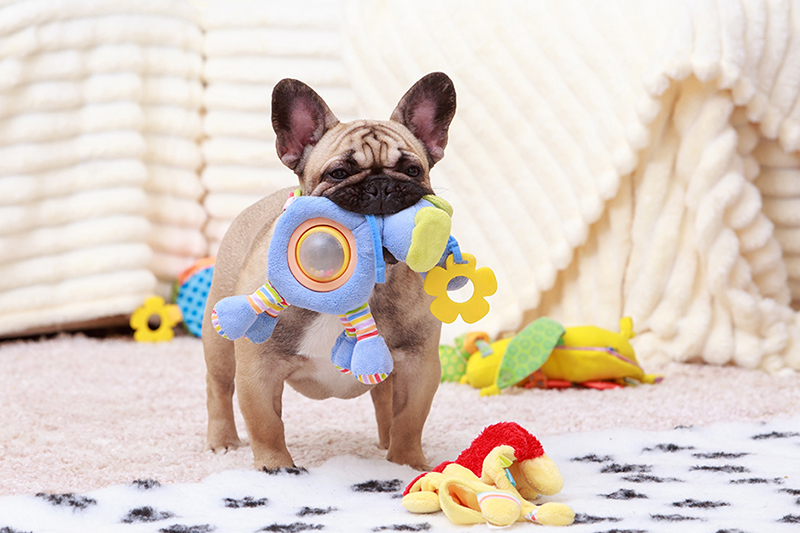 Playful Pups: A Guide to Choosing the Right Toys for Your Dog