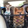 Dog Car Net Petition