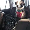 Dog Car Net Petition